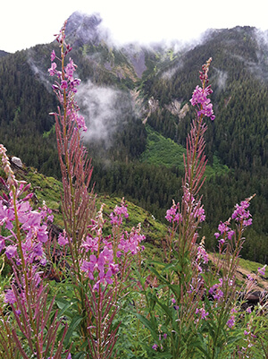 fireweed
