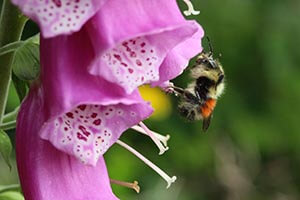 bee pollination