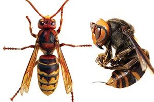 European Hornet and Asian Giant Hornet
