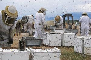 beekeepers in bee yard with hives