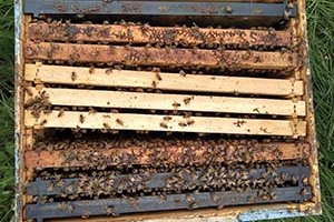 beehive frames with bees