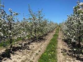 apple blooms