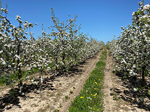 apple blooms