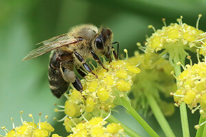 honey bee on flower