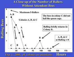 balling bees graphic