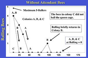 balling bees graphic