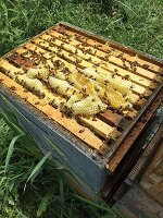 queen cells bee hive