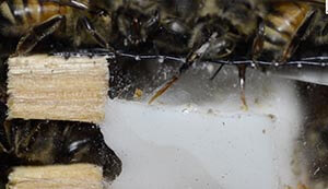 attendant bees