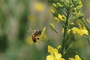 honey bee canola flower