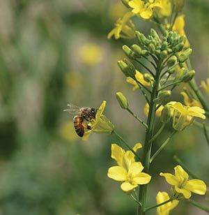 honey bee canola flower