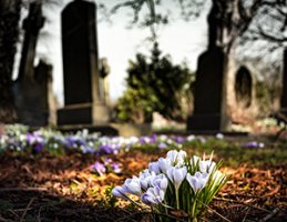 cemetery honey