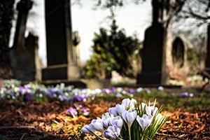 cemetery honey