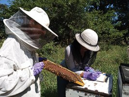 biosecurity in beeyard
