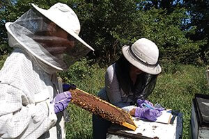 biosecurity in beeyard