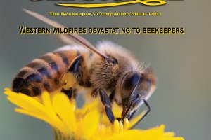 American Bee Journal November 2020 Cover