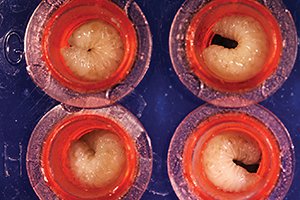pesticide paradox article by Alison McAfee