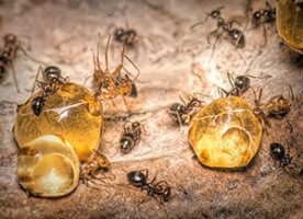 honeypot ants