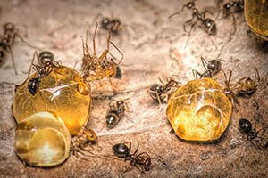 honeypot ants