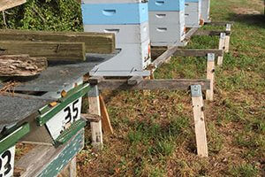 beehives on stands
