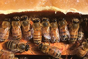 protein supplement bees