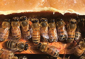 protein supplement bees