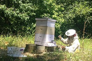 beekeeper checking beehive