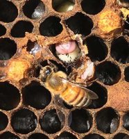 ABJ Classroom - black specks honey bee