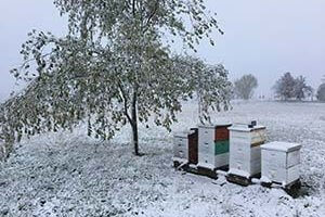 Winter snow beehives