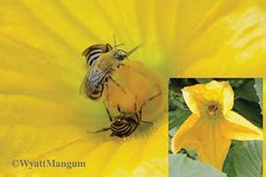 squash flower pollination