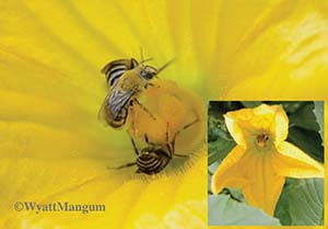 squash flower pollination