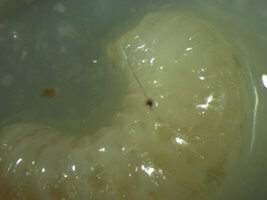 varroa infestations in hives