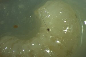 varroa infestations in hives