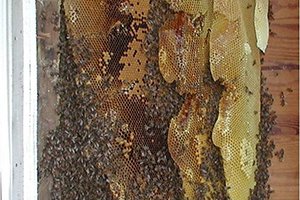 Honey Bees Comb