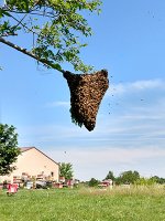 honey bee swarm