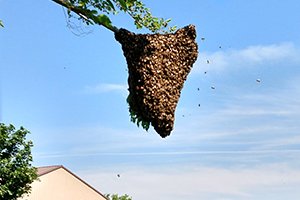 honey bee swarm