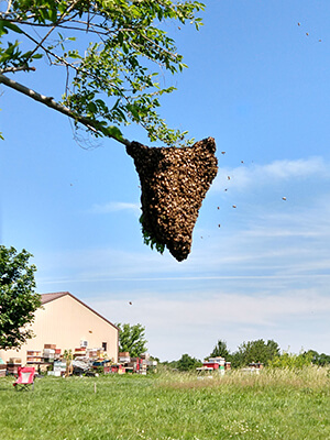 honey bee swarm