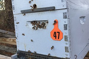 Honey Bees Robbing Honey