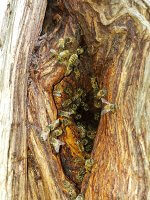 feral honey bees