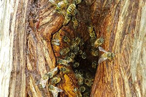 feral honey bees
