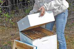 adding super to beehive