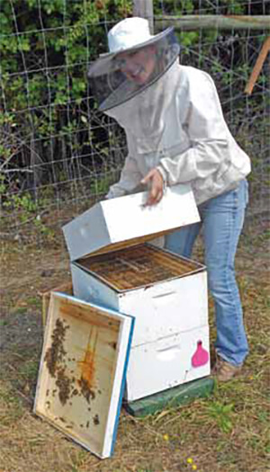 adding super to beehive