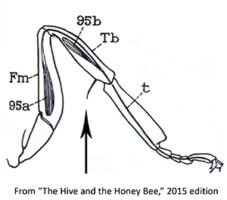 bee mid-leg