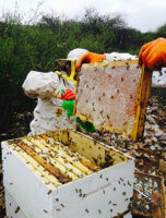 frame of capped honey