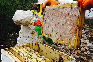 frame of capped honey