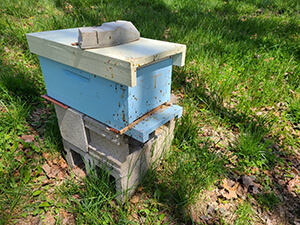 Classroom-Nosema -Spores-question