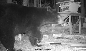 bear in beeyard