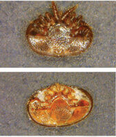 varroa mite