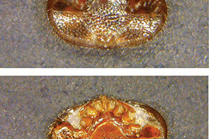 varroa mite