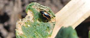 pest-control-canola