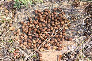 deer scat